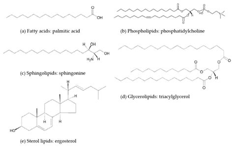 how are phospholipids similar to triglycerides